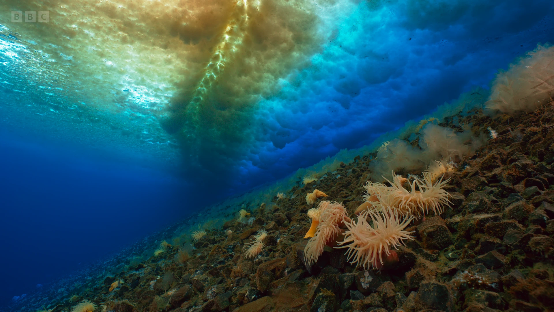 Sea anemone (Urticinopsis antarctica) as shown in Seven Worlds, One Planet - Antarctica
